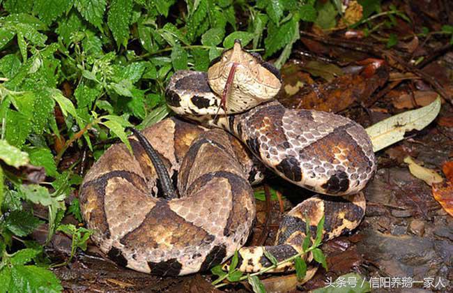 被五步蛇咬了怎么办动漫,被五步蛇咬了怎么办原版