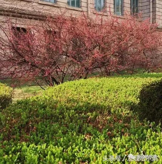 春天哈尔滨好玩的地方,哈尔滨春天景色