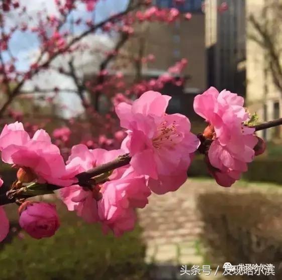 春天哈尔滨好玩的地方,哈尔滨春天景色