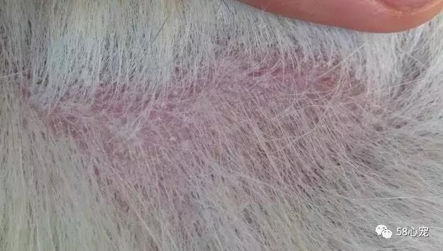 狗狗吃了耗子药肯定死吗,耗子药为啥毒不死耗子