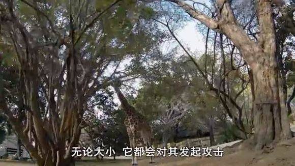 5只平头哥大战一头狮子,狮子隔着铁网吼了平头哥一声