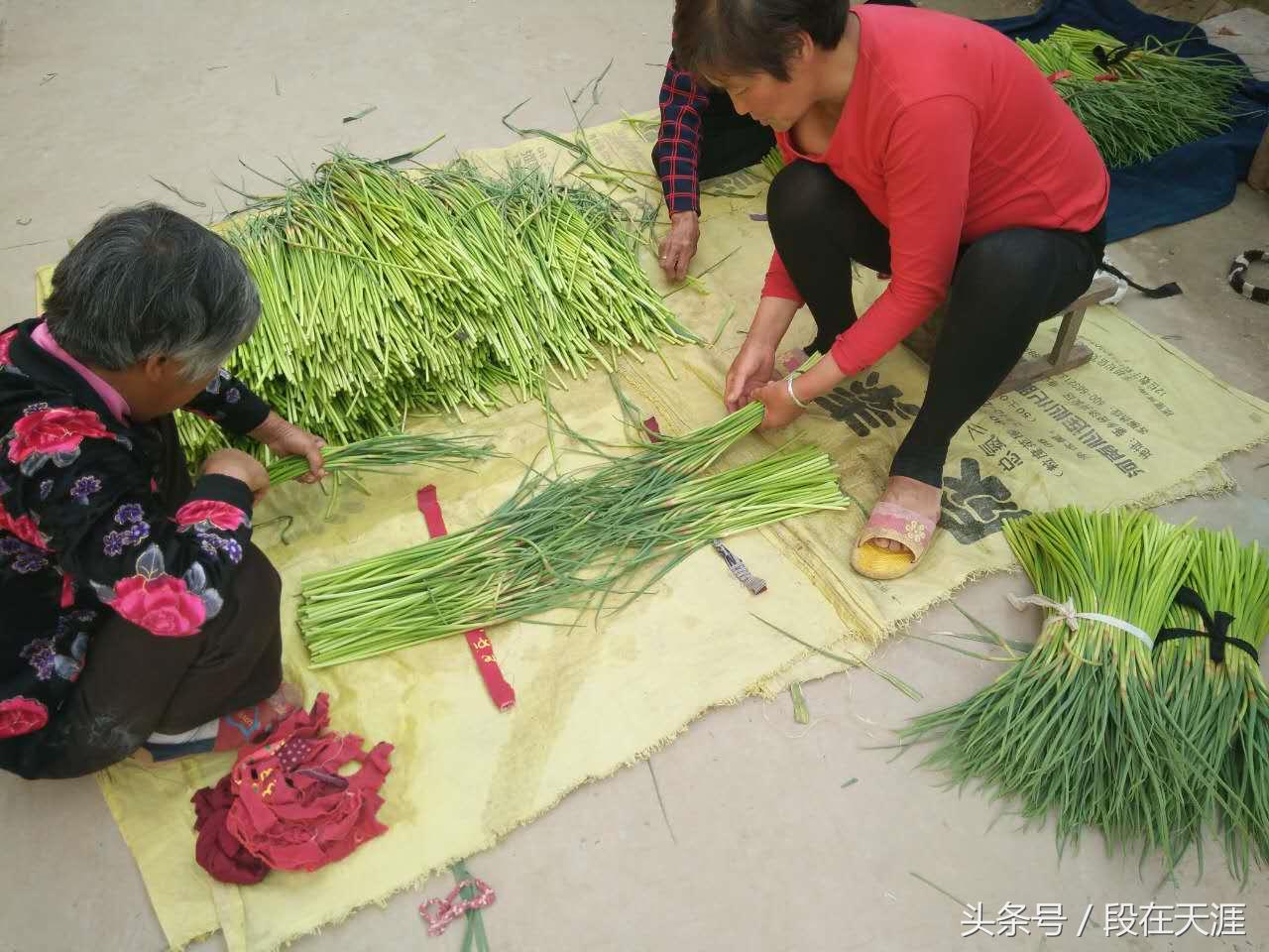 这个季节的蒜薹是应季的吗,蒜苔怎样清洗才能去残留农药