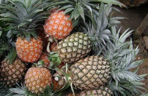 植物王国奇迹果,水果王国植物图鉴系列