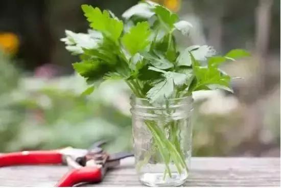 适合阳台种植的蔬菜有哪些特性,在家阳台怎么种蔬菜