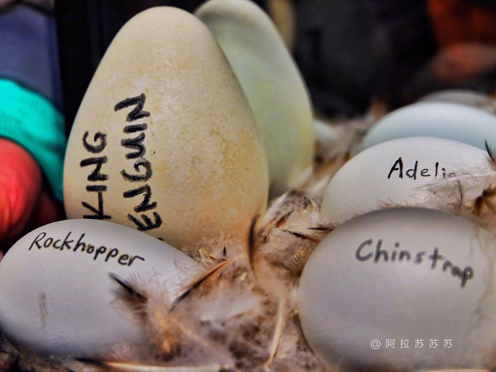 佛罗里达七日游攻略,佛罗里达5天旅游