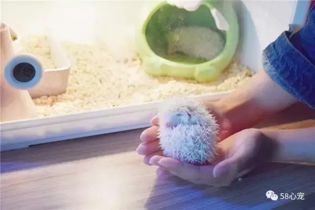 这家公司在办公室里养了十几只宠物员工幸福指数真高