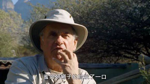 5只平头哥大战一头狮子,狮子隔着铁网吼了平头哥一声