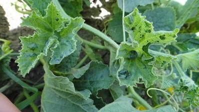小葫芦的病害防治方法,葫芦科和其它蔬菜病害辨识