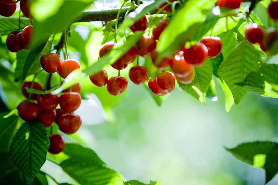 樱桃熟了，你洗对了吗？赶紧进来看看