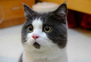 盐城龙冈中学本科率,盐城龙冈初级中学