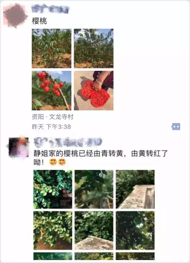 成都周边哪里樱桃最好吃,成都樱桃采摘园附近最近地方