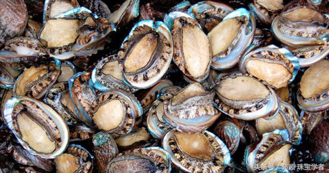 鲍鱼除了吃还代表什么,鲍鱼除了是食物还是什么东西