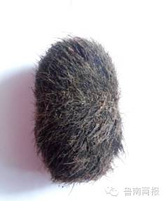 沂水一母猪体内现宝物？价值连城？