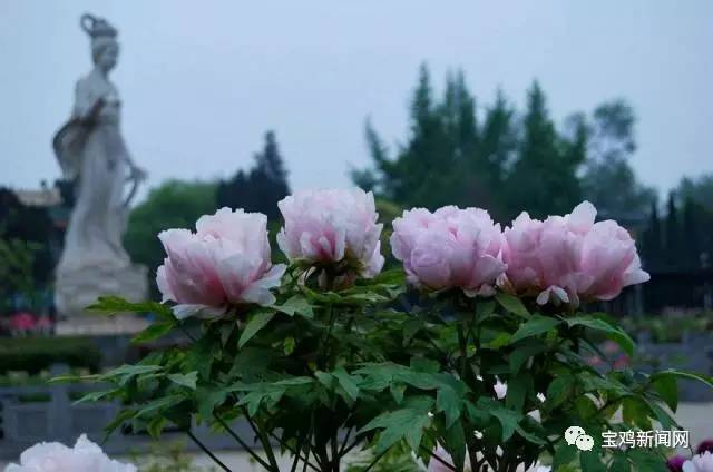 宝鸡到洛阳2日游 (宝鸡到洛阳坐高铁旅游)