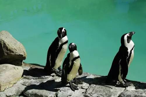 旅游攻略南非开普敦好望角之旅,南非开普敦好望角海洋分界线景观