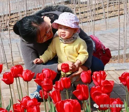 荷兰郁金香运到中国的路线,荷兰郁金香从哪来