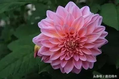 芍药名贵品种图片大全,芍药名贵品种紫袍金带