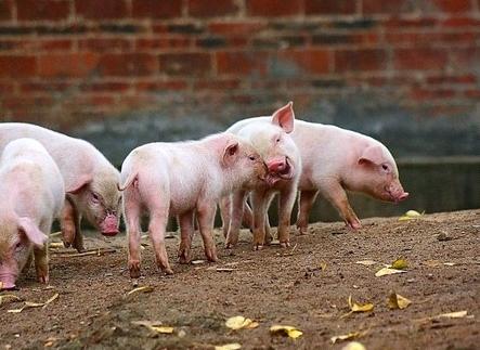 断奶仔猪光长毛不长肉,仔猪长毛不长肉