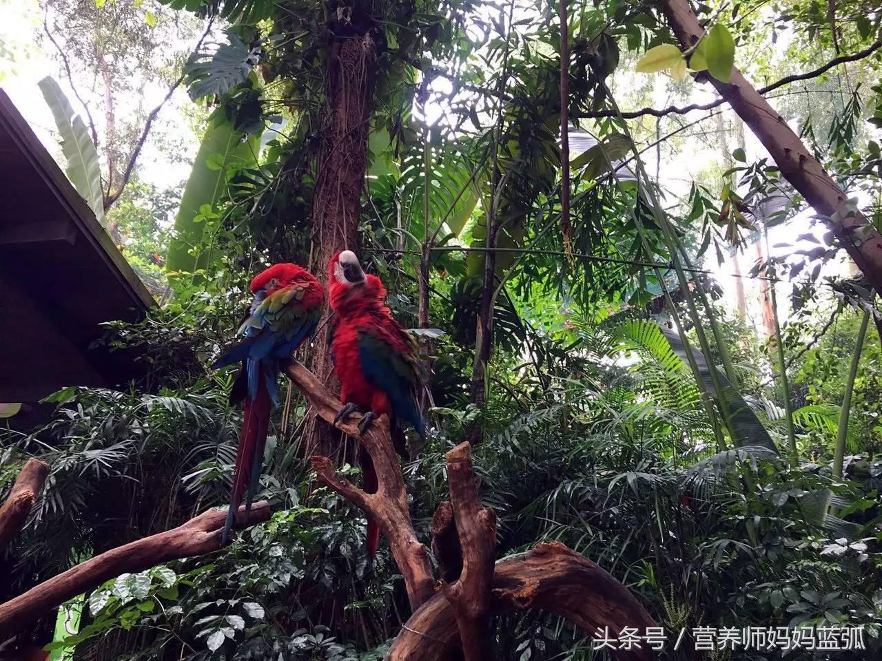 5.1带孩子去长隆推荐,带娃广东长隆欢乐世界游玩攻略