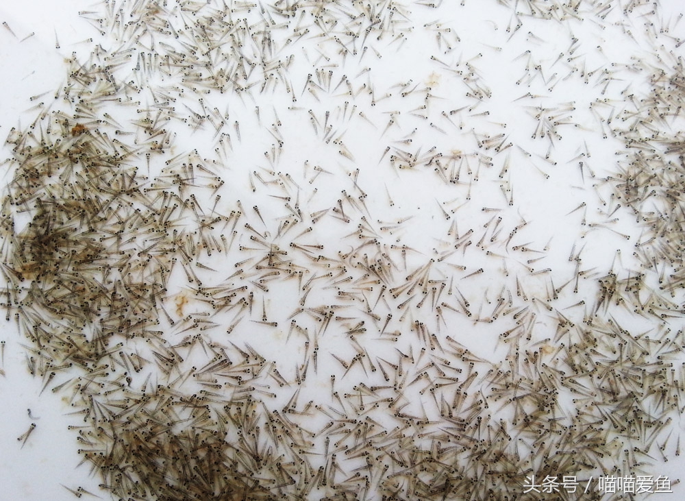 泥鳅苗人工孵化技术全过程,泥鳅人工繁殖打什么针