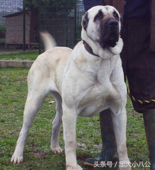 看家护院最听话的狗是什么品种,看家护院会攻击小偷的狗