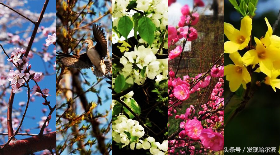 春天哈尔滨好玩的地方,哈尔滨春天景色