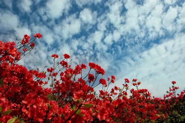 浏阳大围山杜鹃花旅游攻略,湖南浏阳大围山杜鹃花节一日游
