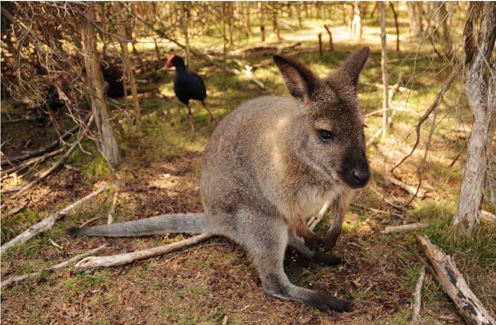 小袋鼠的真实视频,小袋鼠的行为