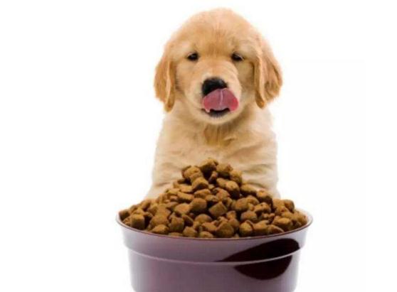 狗狗产后吃什么下奶多,狗狗产后消炎用什么药