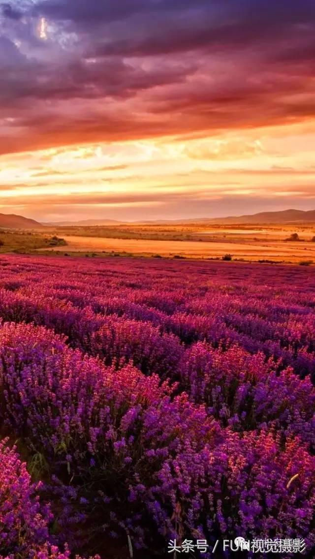 花卉创意摄影作品欣赏,花卉创意摄影十个技巧是什么