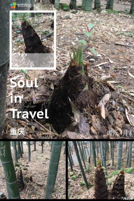 天下第一筇竹,天下第一竹林