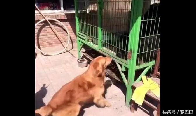 金毛被藏獒打哭了,主人被欺负藏獒的反应