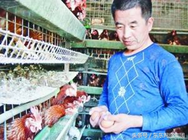 养鸡呼吸道感染怎么治,鸡得了白色念珠菌怎么治