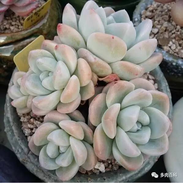 多肉盆麦饭石,多肉植物配土需要用火山岩吗