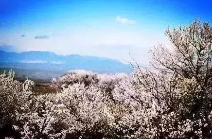 莫负春光辽宁赏花踏青攻略来了,辽宁最美十大花海