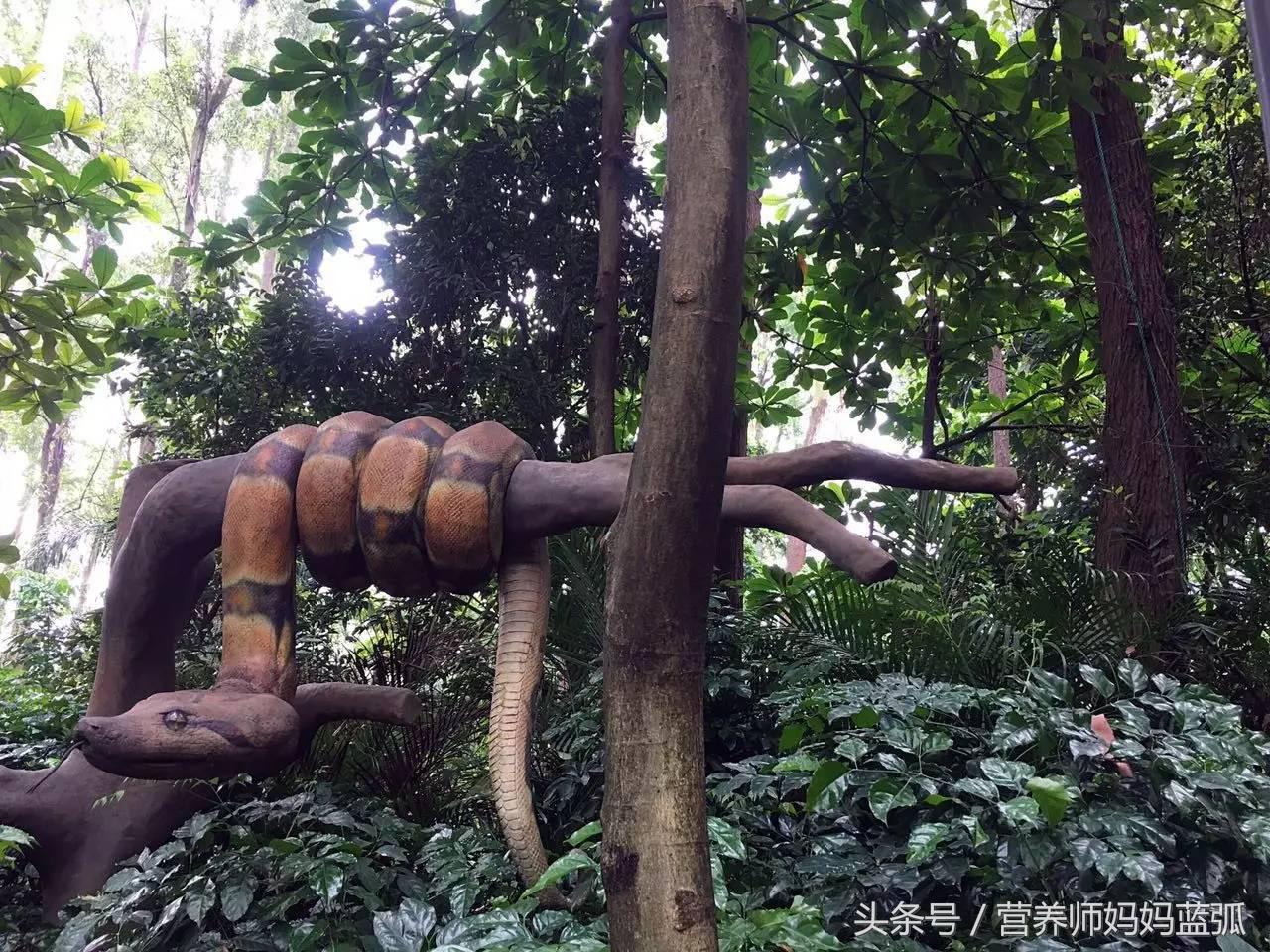 暑假长隆海洋王国游玩感受,海洋王国好玩还是长隆野生动物园