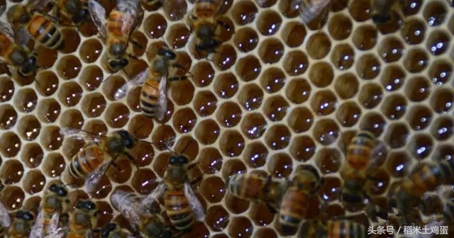 美好如初见：紫云英蜜