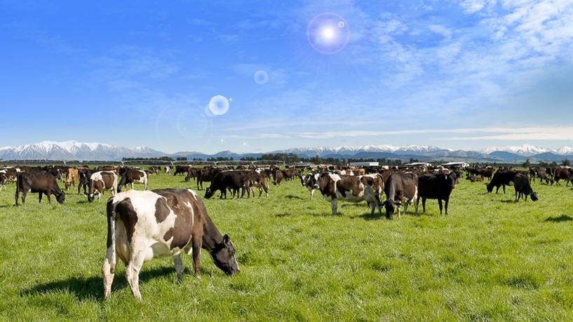 100元在新西兰必买清单,新西兰必买29件