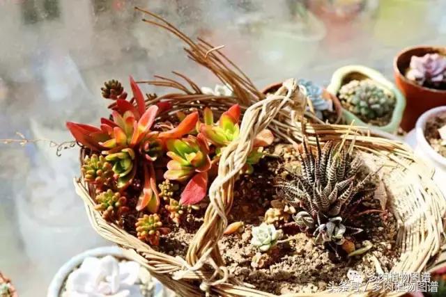 入坑半年的经历,入坑五个月总结