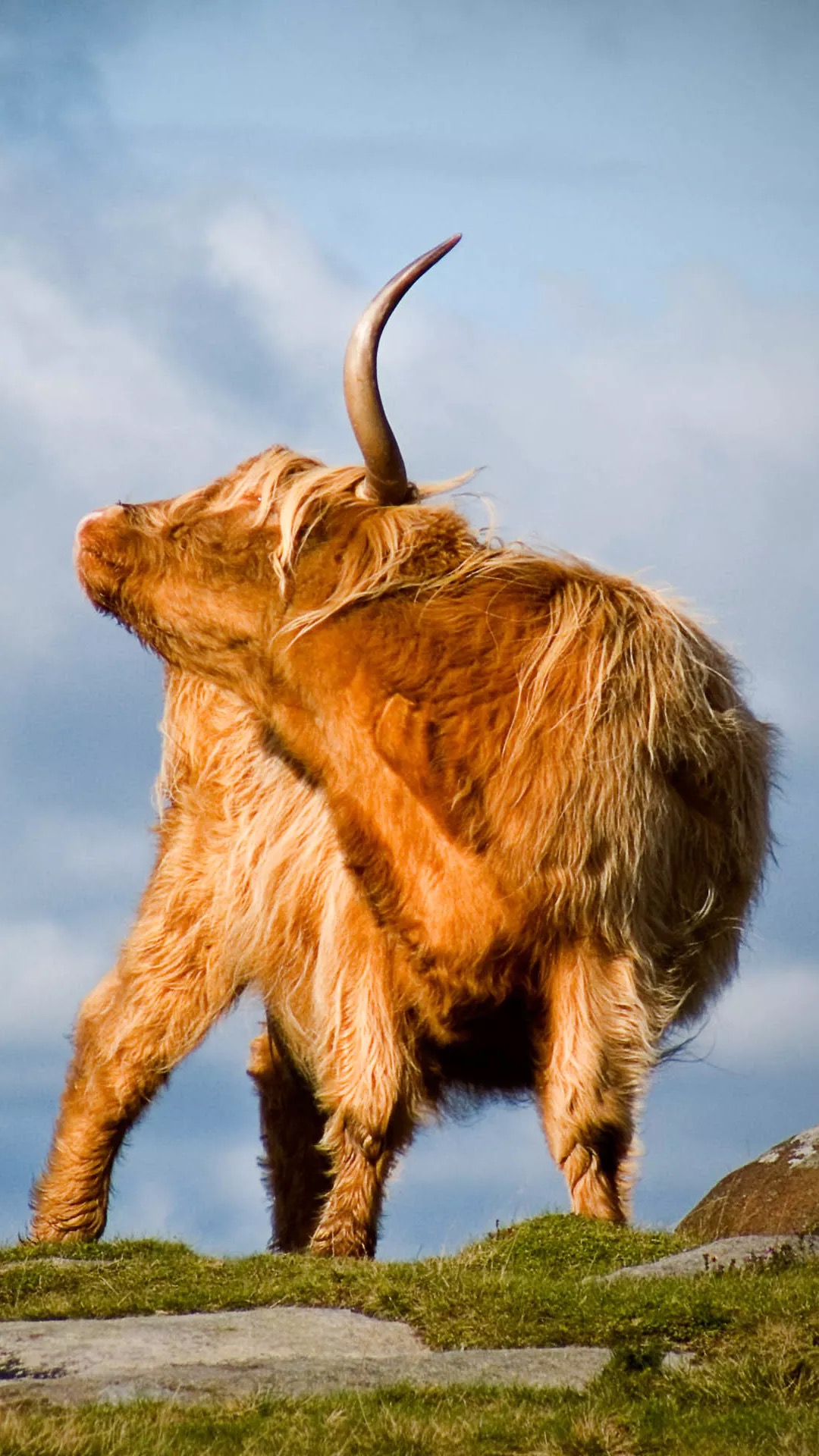 牛羊可吃，猫狗不行？