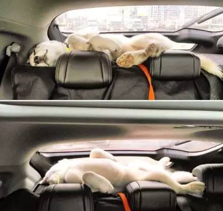 在哈士奇面前说雪橇三傻很傻,哈士奇果然是雪橇三傻