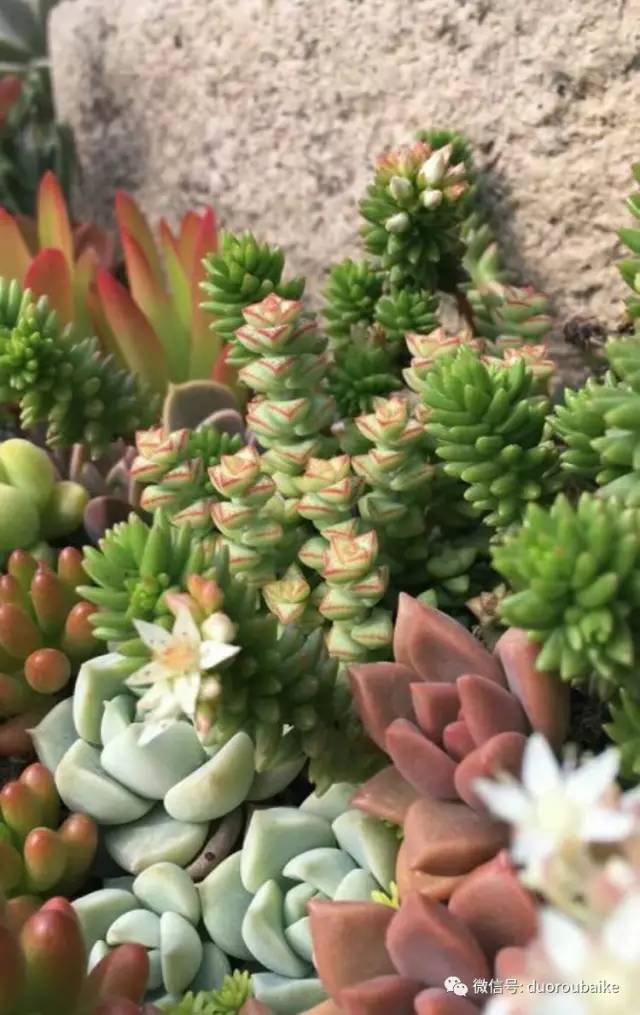 如何拒绝多肉伸手党,多肉伸手的正确方式