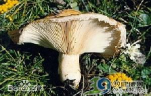盘点一些毒蘑菇,剧毒蘑菇千万别碰