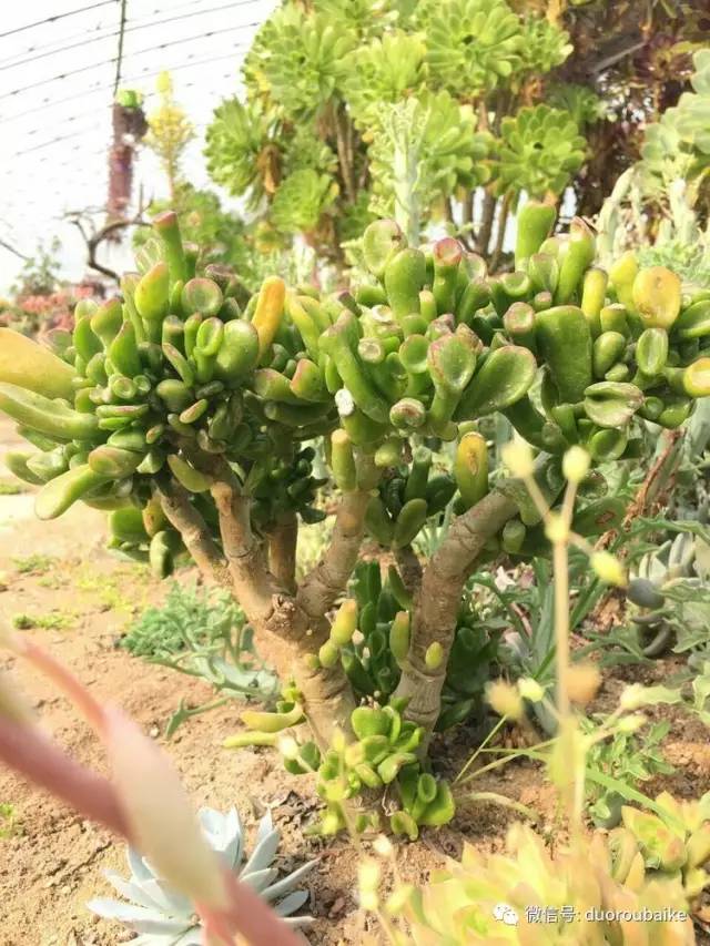 如何拒绝多肉伸手党,多肉伸手的正确方式