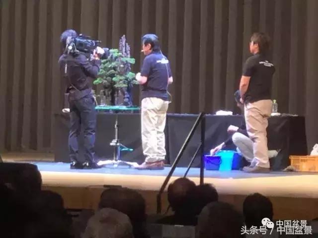 现在什么盆景最有前景,盆景创业未来前景如何