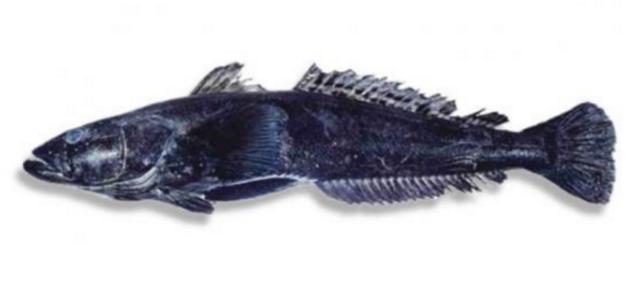 新西兰海产干货,新西兰海珍品