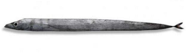 新西兰海产干货,新西兰海珍品