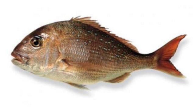 新西兰海产干货,新西兰海珍品