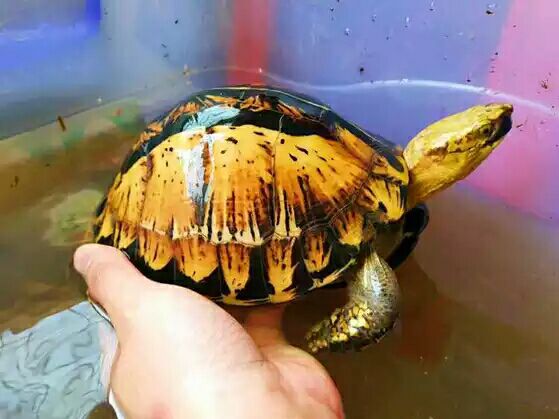 细说国龟之美五（黄额）