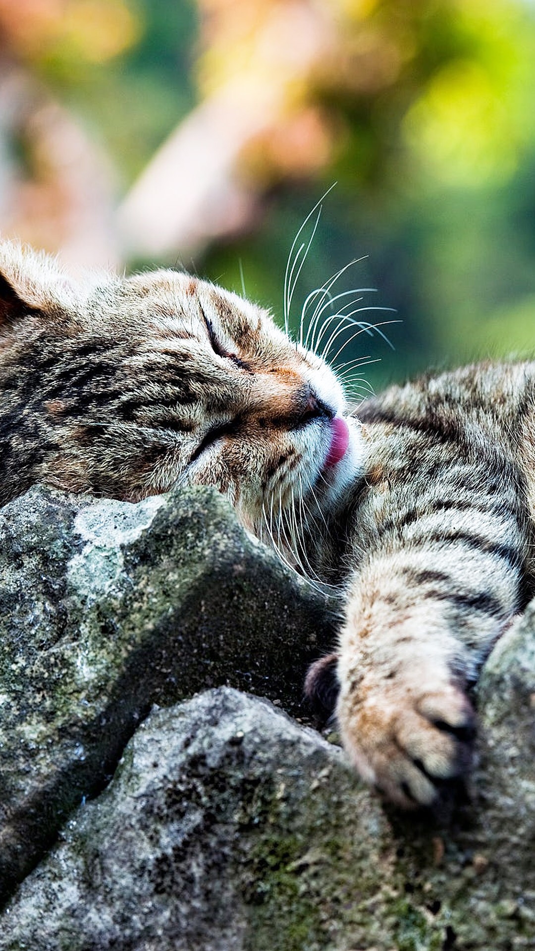 牛羊可吃，猫狗不行？